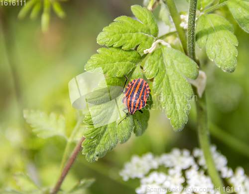 Image of Italian striped bugs