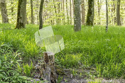 Image of sunny forest scenery