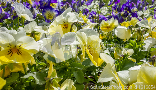 Image of pansy flowers closeup