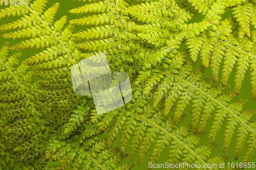 Image of green fern frond closeup