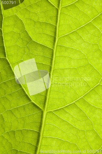 Image of Green veins