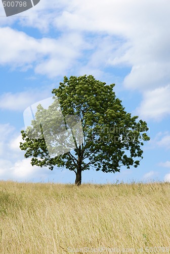 Image of Lonely tree