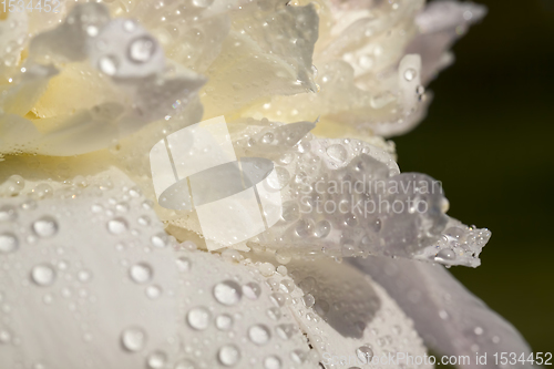 Image of photo of a white peony