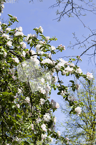 Image of kinds of trees