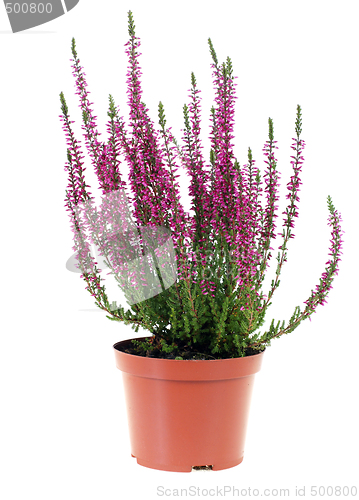 Image of Heather