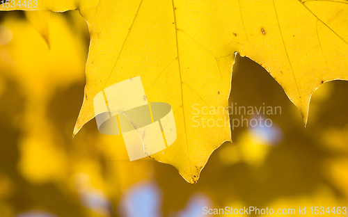 Image of a large number of yellow maple leaves