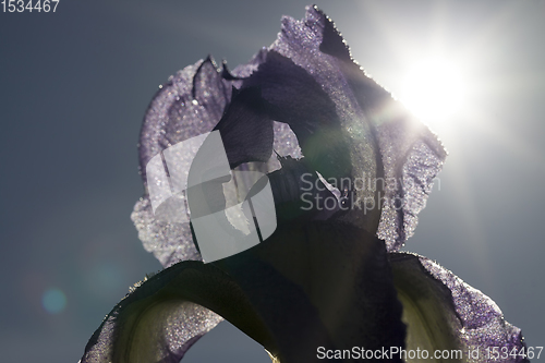 Image of blue purple iris flower
