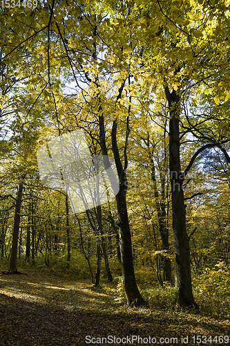 Image of deciduous trees in the autumn