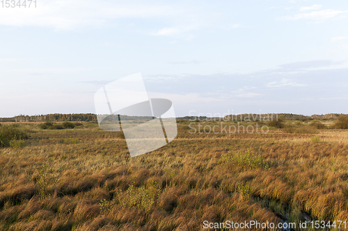 Image of swamp and yellow grass