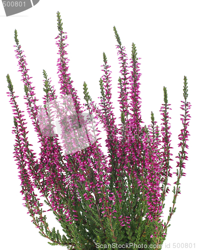 Image of Heather