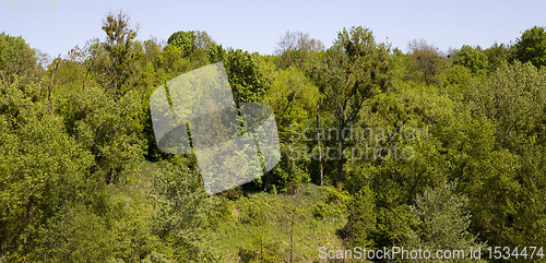 Image of trees and plants