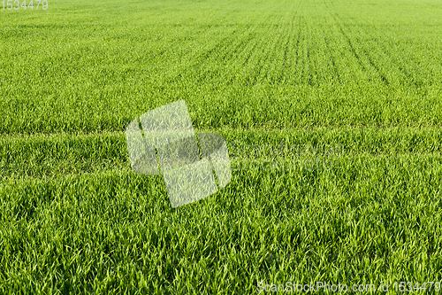 Image of natural green grass