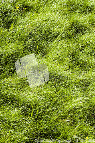 Image of natural green grass