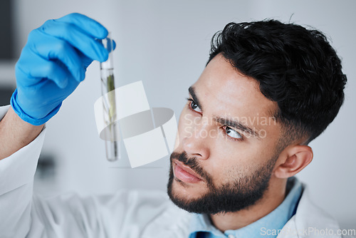 Image of Science, test tube and man with leaf in laboratory for research, biology and study medicine. Healthcare, agriculture analysis and male scientist with plant sample for sustainable medical treatment