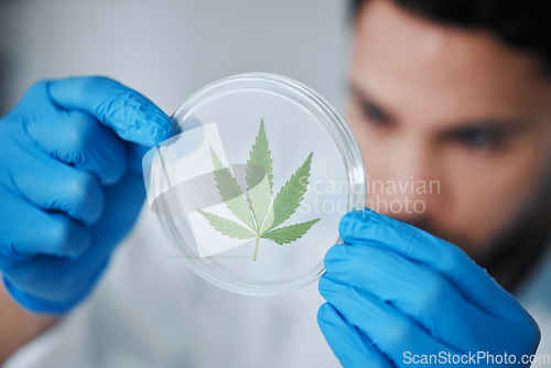 Image of Science, medical marijuana and man with leaf in petri dish for research, biology and study medicine. Healthcare, laboratory and scientist with weed or cannabis for treatment, drugs and agriculture