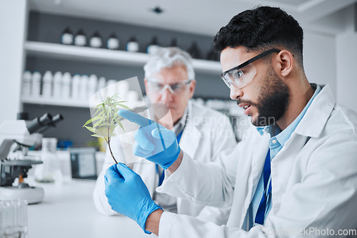 Image of Science, cannabis and scientist with plant in laboratory for research, biology and study medicine. Healthcare, agriculture and men with weed or marijuana leaf for medical treatment, drugs or analysis