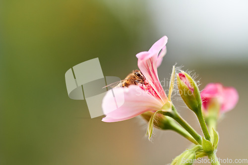 Image of Bee, pink and flowers in nature for pollen, bug and sustainability in ecosystem with mockup space. Background, closeup and flying insect on floral plants in spring, environment and ivy garden outdoor