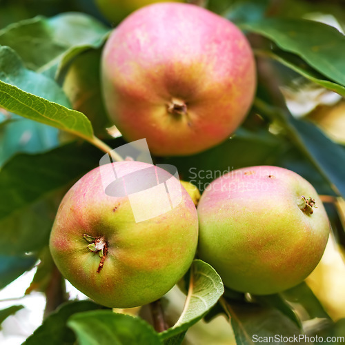 Image of Apples, trees closeup and green plants in nature for growth, farming and agriculture or nutrition background. Red and green fruits on leaves grow in sustainable orchard for healthy food and harvest