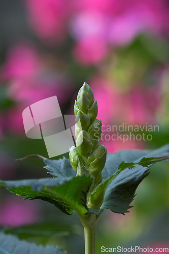 Image of Nature, grass and closeup of flowers in meadow for natural beauty, spring mockup and blossom. Countryside, plants background and flower bud for environment, ecosystem and flora growing in field