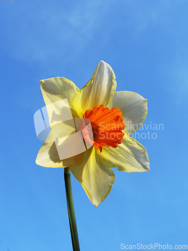 Image of Blue sky, flower and closeup of yellow daffodil for natural beauty, spring mockup and blossom. Countryside, nature background and zoom of petals for environment, ecosystem and flora growing in meadow