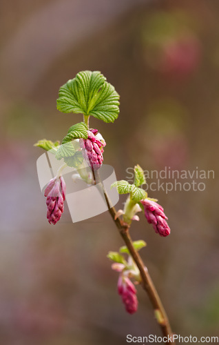 Image of Nature, pink and closeup of flower for natural beauty, spring mockup and blossom. Countryside, plants background and blood currant branch for environment, ecosystem and flora growing in meadow