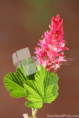 Image of Nature, pink and closeup of flower for natural beauty, spring mockup and blossom. Countryside, blurred background and zoom of flowers for plant environment, ecosystem and flora growing in meadow