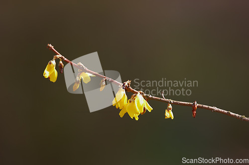 Image of Nature, branch and closeup of yellow flower for natural beauty, spring mockup and blossom. Countryside, plant background and zoom of flowers for environment, ecosystem and flora growing in meadow