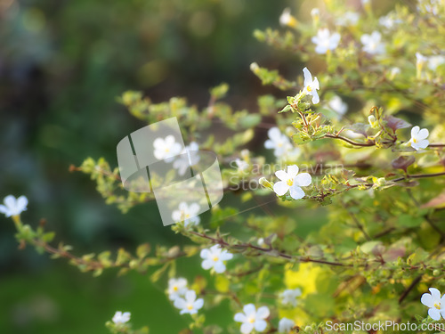 Image of Nature, garden and white flowers in field for natural beauty, spring mockup and blossom. Countryside, plant background and closeup of floral bush for environment, ecosystem and botanical growth