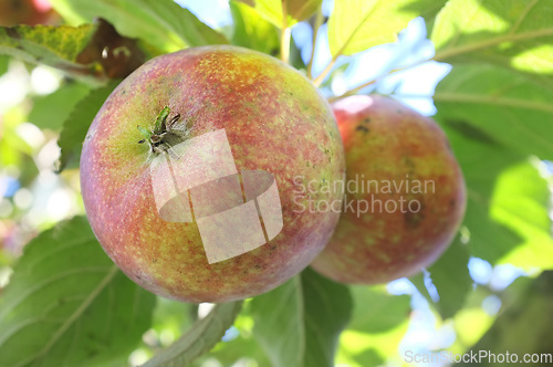 Image of Nature, agriculture and sustainability with apple on tree for farm, health and growth. Plants, environment and nutrition with ripe fruits on branch for harvesting, farming and horticulture