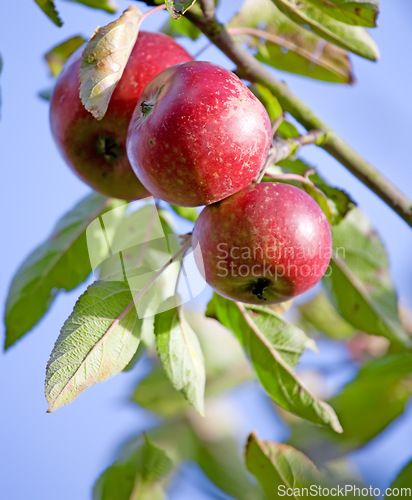 Image of Apple food, nature and fruit product plant outdoor on countryside with farming produce. Fruits, red apples and green leaf on a tree outside on a farm for agriculture and sustainable production