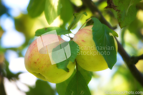 Image of Summer, agriculture and farm with apple on tree for sustainability, health and growth. Plants, environment and nutrition with ripe fruit on branch in nature for harvesting, farming and horticulture