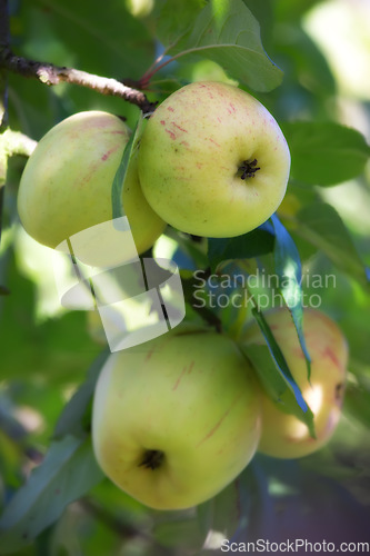 Image of Nature, agriculture and plant with apple on tree for sustainability, health and growth. Farm, environment and nutrition with ripe fruit on branch for harvesting, farming and horticulture