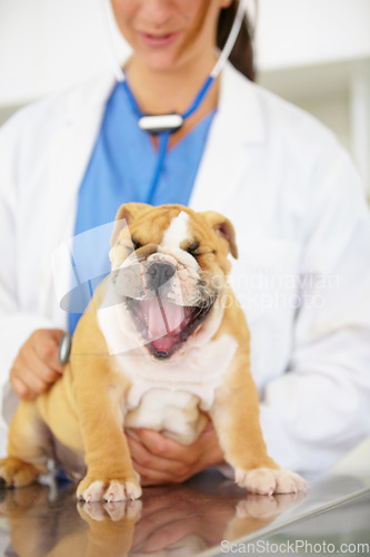 Image of Wellness, hands of doctor or dog in vet for animal healthcare check up consultation for nursing. Nurse, veterinary clinic or sick bulldog pet or tired puppy yawning in examination for medical test