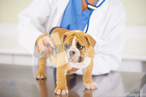 Image of Heart beat, hands of nurse or dog at veterinary clinic for animal healthcare checkup consultation. Inspection, doctor or sick bulldog pet or rescue puppy getting examination or medical test for help