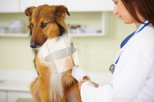 Image of Doctor, bandage or dog at veterinary clinic in an emergency healthcare inspection or accident. Veterinarian, helping or injured rough collie pet in medical examination for a broken leg or paw injury