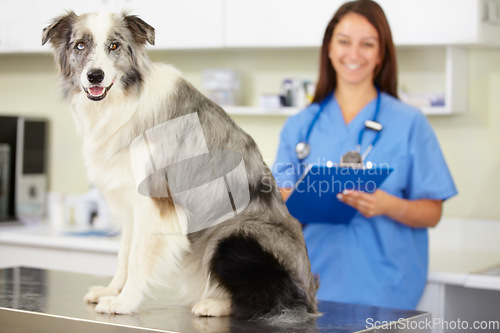Image of Veterinarian, portrait or dog at veterinary clinic for animal healthcare checkup inspection or nursing. Doctor, history or sick blue merle collie pet or rescue puppy in medical examination or test