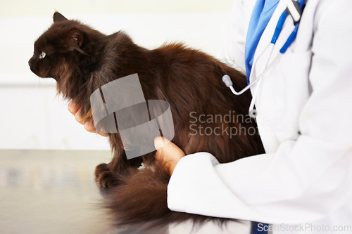 Image of Hands, veterinarian or cat in veterinary clinic or animal healthcare table for checkup in nursing consultation. Medical test, doctor or sick pet or black Persian kitten in veterinary examination