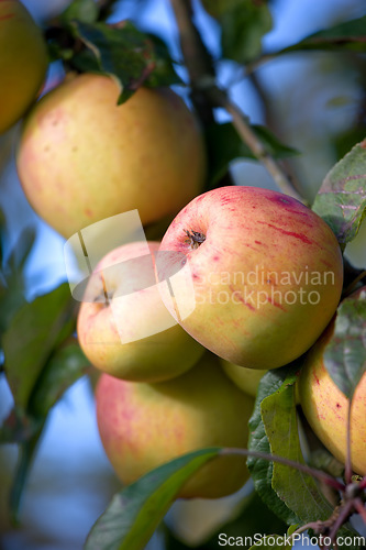 Image of Nature, farm and apple growing on trees in orchard for agriculture, farming and harvesting. Forest, sustainability and closeup of red and green apples on branch for organic, healthy and natural fruit