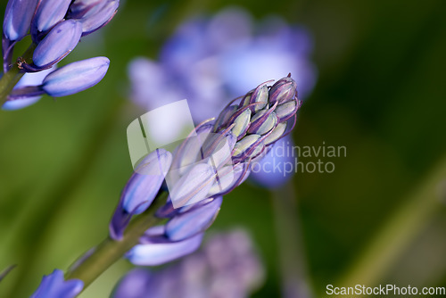 Image of Nature, purple and closeup of flower in field for natural beauty, spring mockup and blossom. Countryside, plant background and zoom of Spanish bluebell for environment, ecosystem and flora in meadow