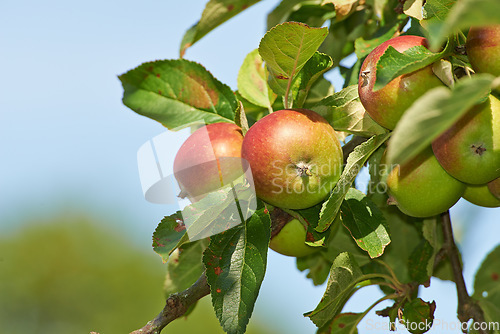 Image of Space, agriculture and farm with apple on tree for sustainability, ecology and growth. Plants, environment and fruits on branch for harvesting, farming and horticulture in summer garden with mockup