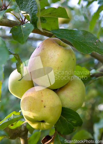 Image of Sustainability, agriculture and farm with apple on tree for nature, health and growth. Plants, environment and nutrition with ripe fruits on branch for harvesting, farming and horticulture