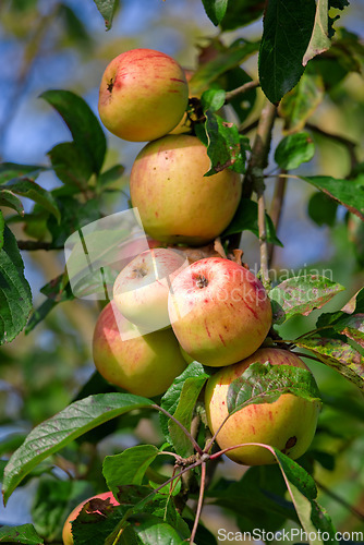 Image of Plants, agriculture and farm with apples on tree for sustainability, orchard and growth. Nature, environment and nutrition of fruits on branch for harvesting, farming or horticulture in summer garden