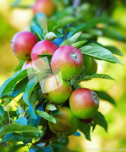 Image of Nature, agriculture and growth with apple on tree for sustainability, health and farm. Plants, environment and nutrition with ripe fruit on branch for harvesting, farming and horticulture