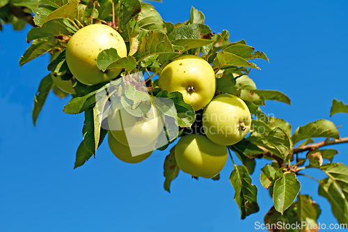 Image of Nature, agriculture and blue sky with apple on tree for sustainability, health and growth. Plants, environment and nutrition with ripe fruit on branch for harvesting, farming and horticulture
