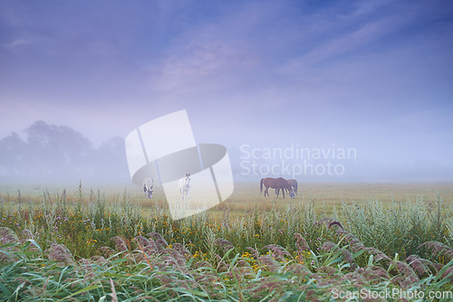 Image of Horses, group and field at farm, grass and mist for grazing, eating or freedom together in morning. Horse farming, sustainable ranch and landscape with space, sky background and outdoor nature in fog