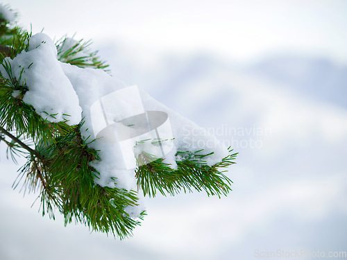 Image of Winter, outdoor and snow on a tree in the forest with natural, sustainable or eco friendly environment. Weather, nature and closeup of frozen, cold and frosty ice branches in woods with mockup space.