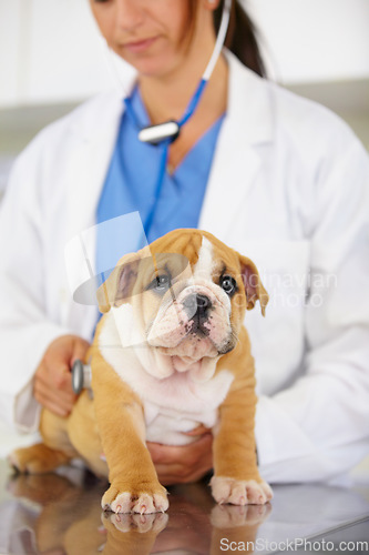 Image of Heartbeat, hands of doctor or dog in vet for animal healthcare check up consultation for nursing. Nurse listening, veterinary clinic or sick bulldog pet or puppy in examination for medical test