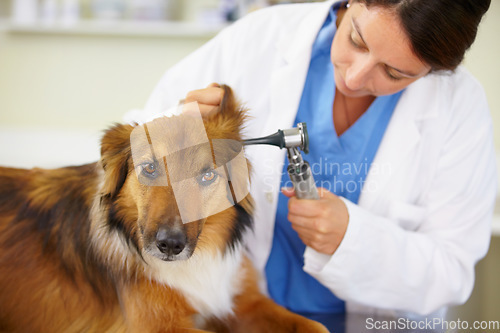 Image of Doctor, ear test or dog at veterinary clinic for animal healthcare checkup inspection or nursing. Nurse, hearing problem or sick rough collie pet or rescue puppy in medical examination for help