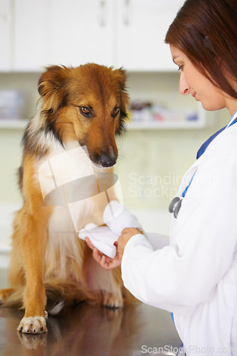 Image of Veterinarian, bandage or dog at veterinary clinic in an emergency healthcare inspection or accident. Doctor, helping or injured rough collie pet or rescue puppy in medical examination for leg injury