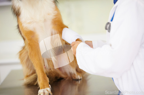 Image of Hands of veterinarian, bandage or dog at veterinary clinic in an emergency healthcare inspection or accident. Doctor, helping or injured pet in medical examination for a broken leg bone or paw injury